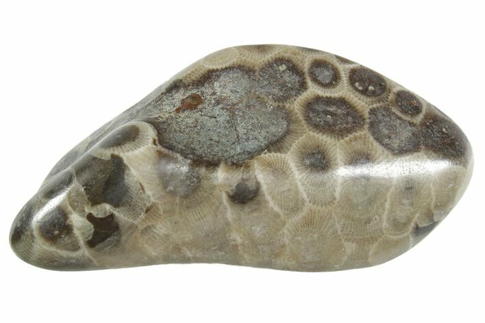 Polished Petoskey Stone (Fossil Coral) - Michigan #348580